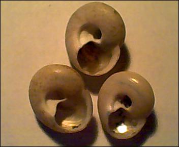 Gibbula da determinare